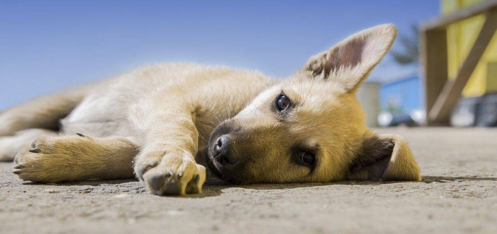 cachorro no come - Por qué mi cachorro no muestra interés en la comida