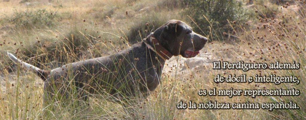 cachorro perdiguero de burgos - Qué características tiene el Perro Perdiguero de Burgos