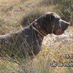 Qué características tiene el Perro Perdiguero de Burgos