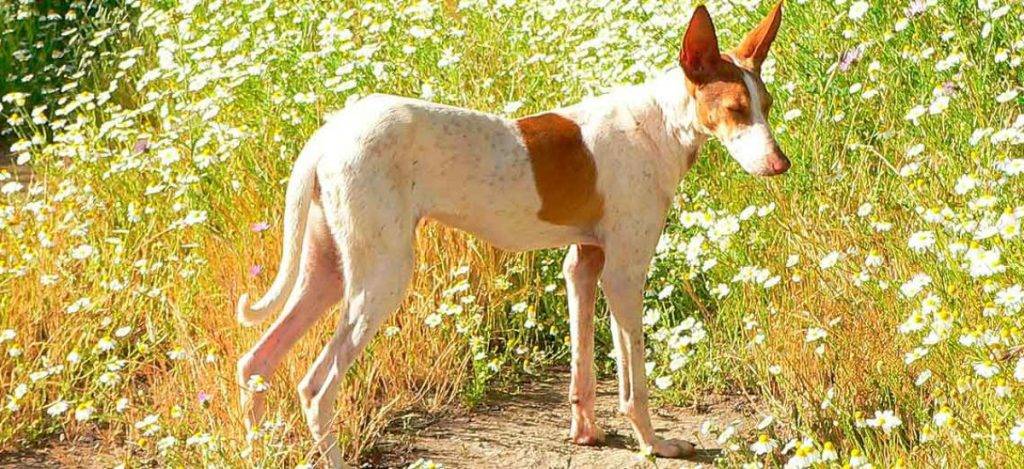 cachorro podenco canario - Características y peso ideal del Podenco Canario cachorro