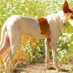 Características y peso ideal del Podenco Canario cachorro