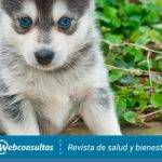 Qué aspectos debes conocer sobre el Pomsky