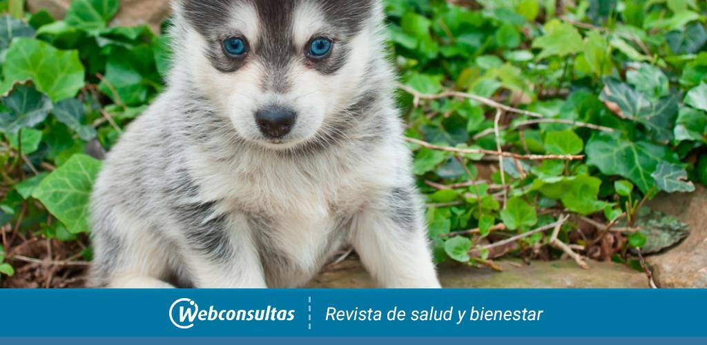 cachorro pomsky - Qué aspectos debes conocer sobre el Pomsky