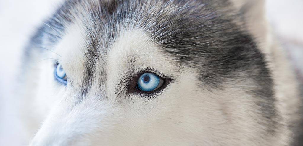 cachorros con ojos azules - Cómo cuidar la salud visual de perros con ojos azules