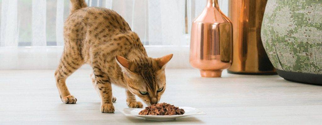 cada cuanto come un gato de 1 mes 1 - Cuántas veces debe comer un gato de 1 mes y cada cuánto