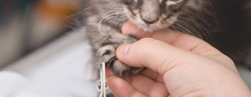 cada cuanto cortar unas gato - Con qué frecuencia se deben cortar las uñas de un gato