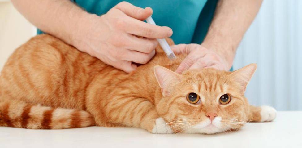 cada cuanto poner pipeta gato - Cómo administrar pipetas antipulgas a gatos correctamente