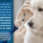 Qué debes saber sobre la vacuna antirrábica para tu mascota