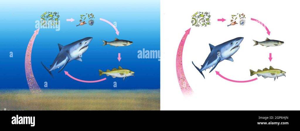 cadena alimentaria mar - Cadena trófica marina y ejemplos en el océano