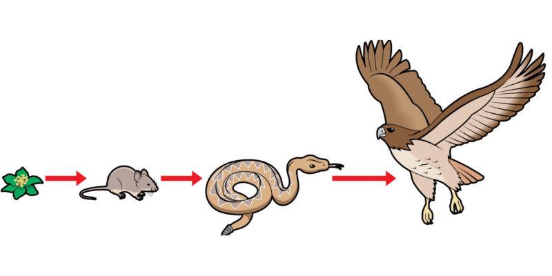 cadena trofica terrestre - Qué es la cadena trófica terrestre y su biodiversidad