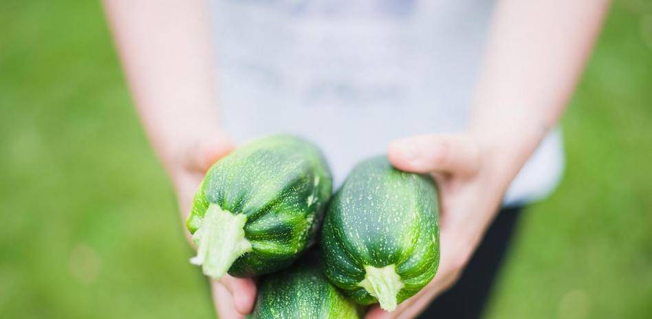 calabacin crudo perros - Es seguro dar calabacín a los perros como alimento