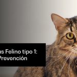 Cómo aliviar el resfriado en gatos de forma natural