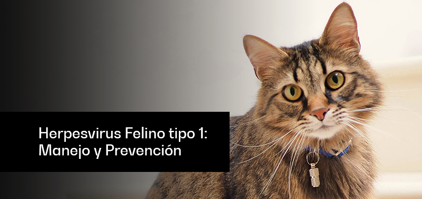 calicivirus felino tratamiento casero - Cómo aliviar el resfriado en gatos de forma natural