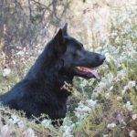 Qué es el Calupoh, el perro lobo mexicano único en su especie