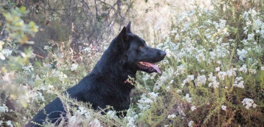 calupo - Qué es el Calupoh, el perro lobo mexicano único en su especie