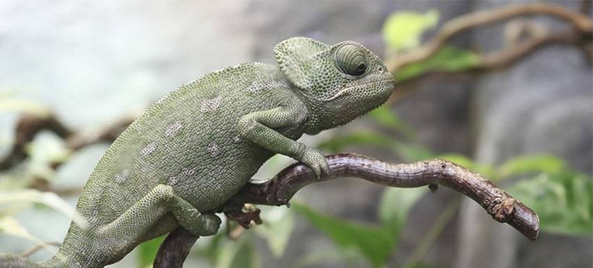 camaleon como mascota - Cómo debe ser el cuidado adecuado de un camaleón doméstico