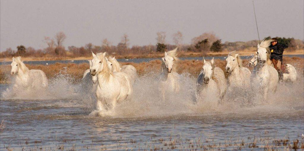 camargue caballo - Estás familiarizado con el Caballo Camargue