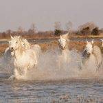 Estás familiarizado con el Caballo Camargue