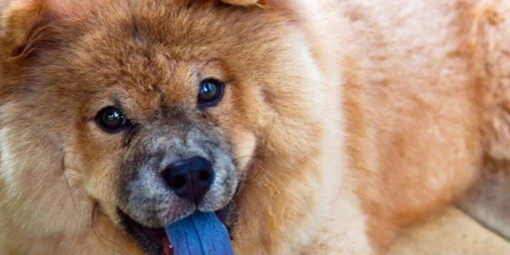 cambio color lengua perros - Qué puede significar si la lengua de mi perro está morada