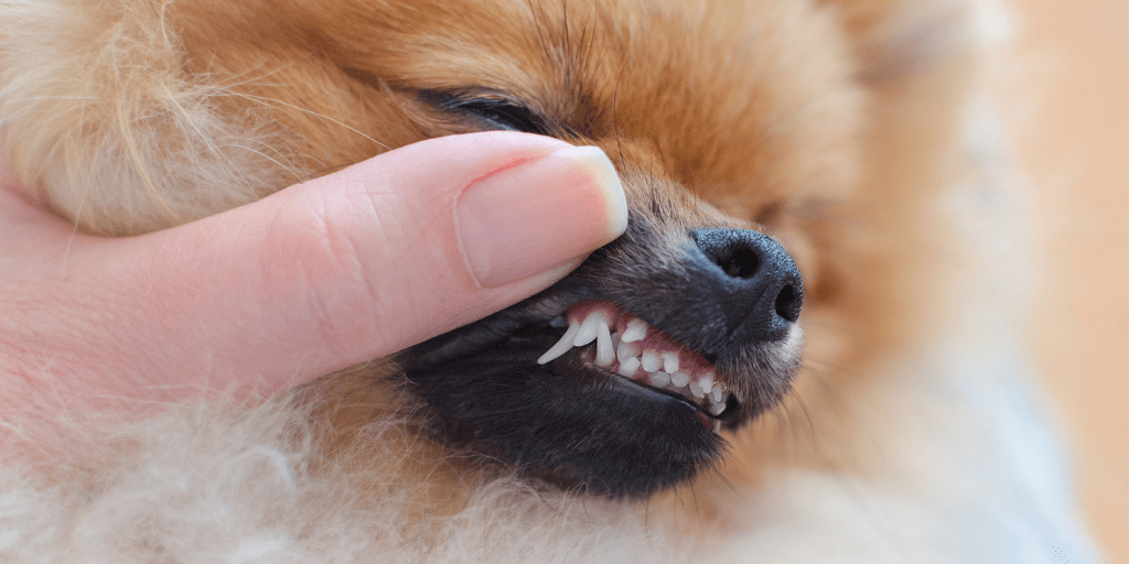 cambio de dientes en perros - A qué edad cambian los dientes de los perros