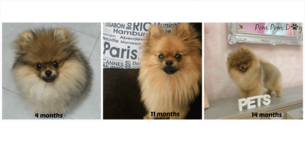 cambio de pelo de cachorro a adulto - Cuándo y por cuánto tiempo ocurre la muda de pelo en perros