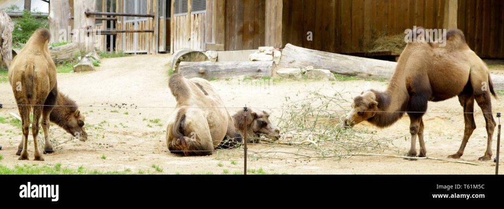 camello come - Cuál es la dieta de los camellos en el desierto