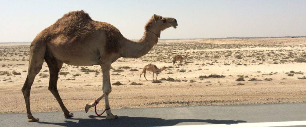 camellos en el desierto - Secretos de Supervivencia del Camello en el Desierto