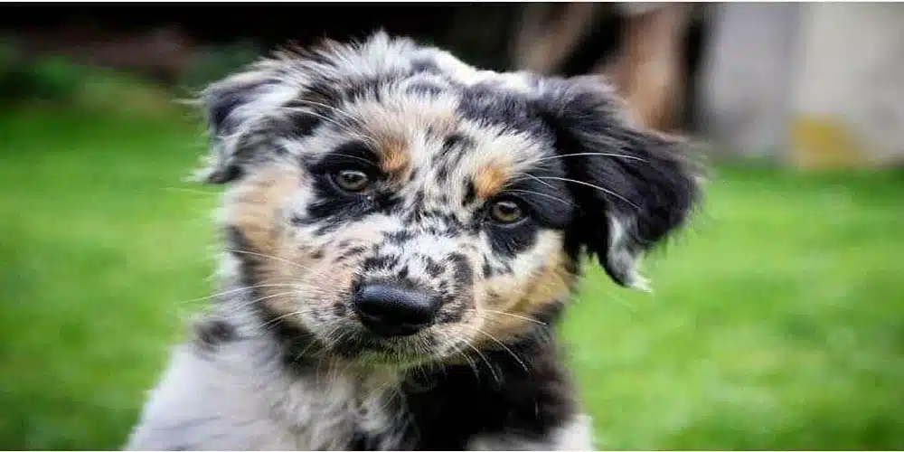 can australiano - Cuáles son las razas de perros australianos comunes