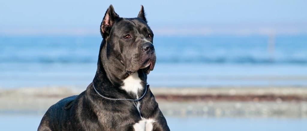 can corso - Qué es un Cane Corso y cuál es su descripción física