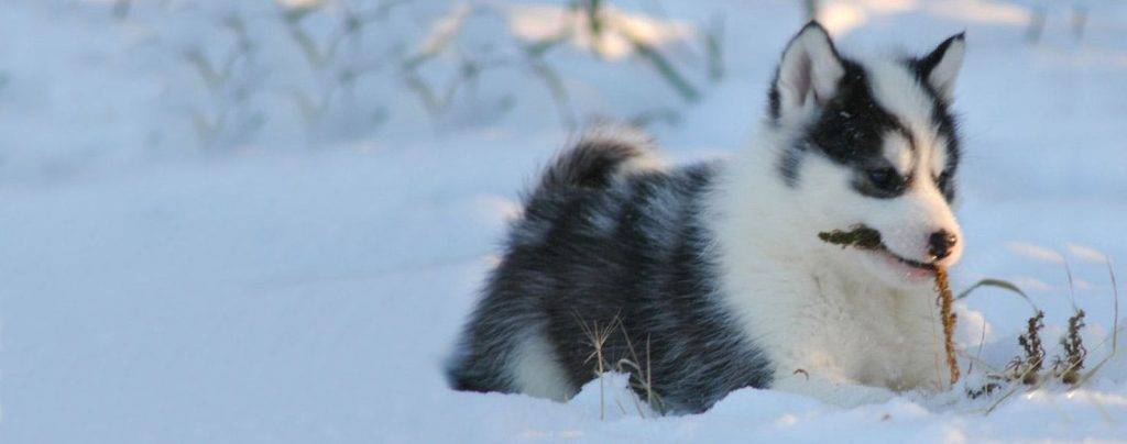 canadian eskimo - Perro Esquimal Canadiense: Qué características lo hacen único