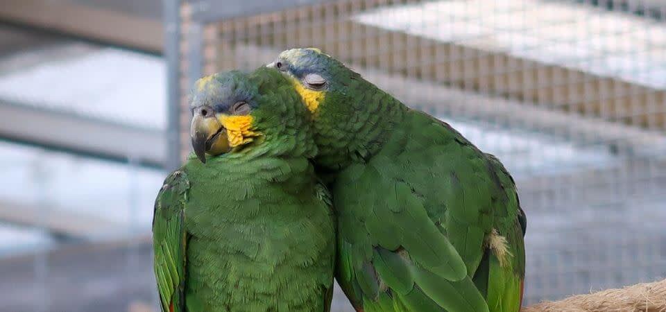 canario duerme en el suelo de la jaula - Cómo duermen los canarios y por qué algunos prefieren el suelo