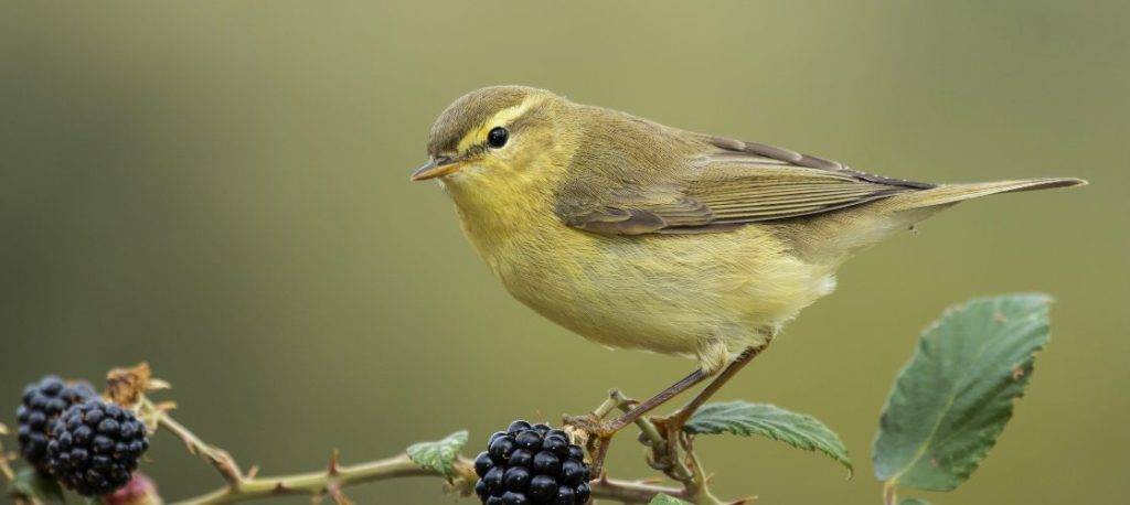 canario muda - Cómo ayudar a tu canario durante la muda de plumas