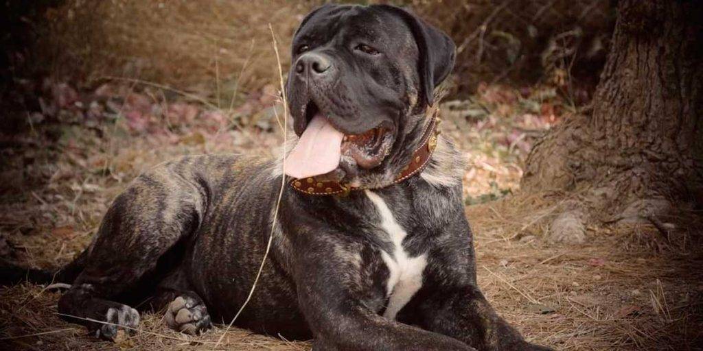 cane corso es ppp - El Cane Corso es una raza peligrosa según la Ley PPP