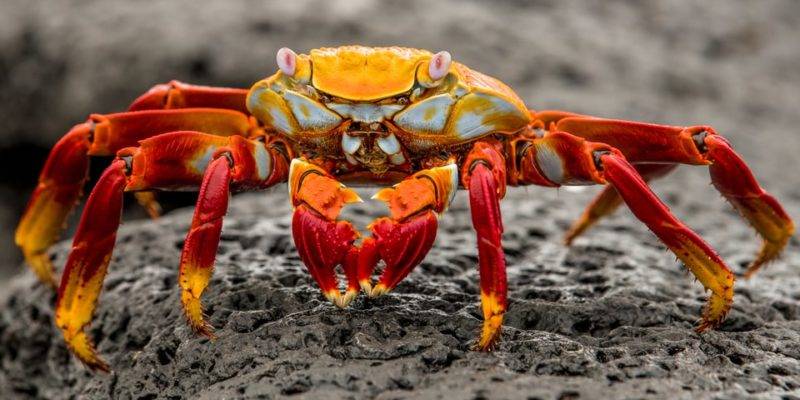 cangrejo es vertebrado o invertebrado - El cangrejo es un animal vertebrado o invertebrado