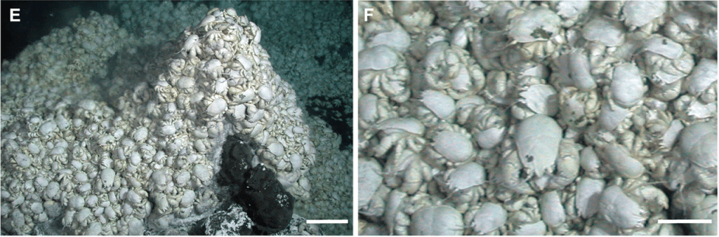 cangrejo yeti 1 - Conoces al cangrejo yeti, una especie única del mundo submarino