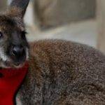 Cuáles son las diferencias entre canguros pequeños y wallabies