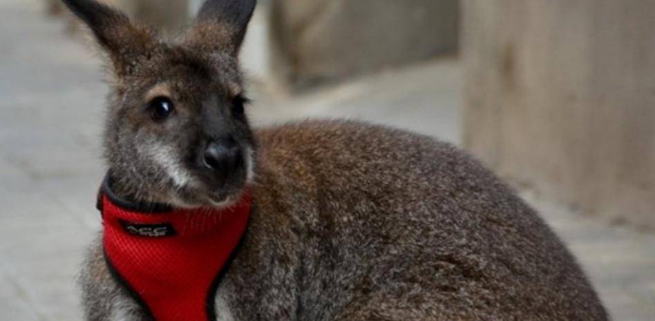 canguro wallaby - Cuáles son las diferencias entre canguros pequeños y wallabies