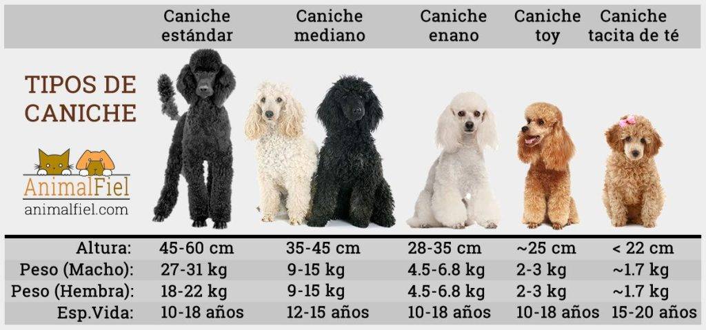 caniche enano altura - Cómo garantizar la salud y bienestar de tu caniche enano