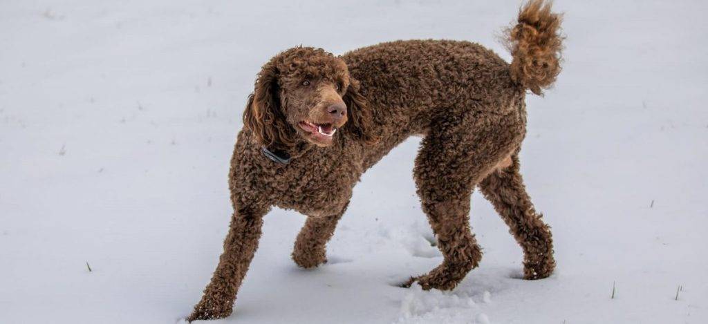 caniche estandar - Cómo son las características del Caniche Gigante estándar