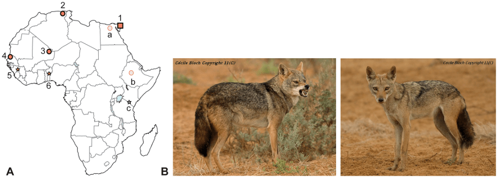 canis lupus arabs - Cómo son las características del lobo árabe