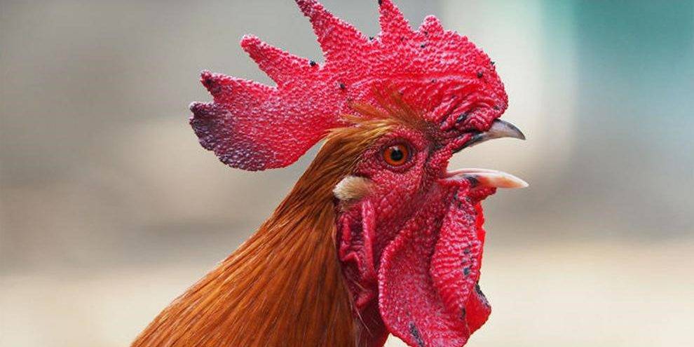 cantar el gallo - Por qué los gallos cantan al amanecer y su significado