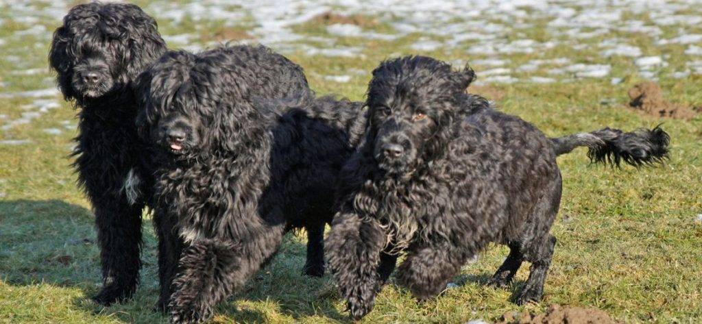 cao de agua - Has oído hablar del perro de agua portugués