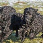 Has oído hablar del perro de agua portugués