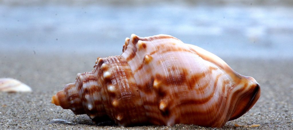 caracol de mar sin caparazon - Comparación entre Caracoles Marinos y Terrestres