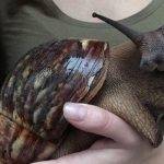 Cómo se debe cuidar a un caracol de mascota en casa