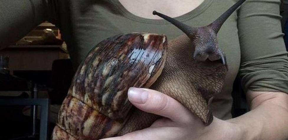 caracol de mascota - Cómo se debe cuidar a un caracol de mascota en casa