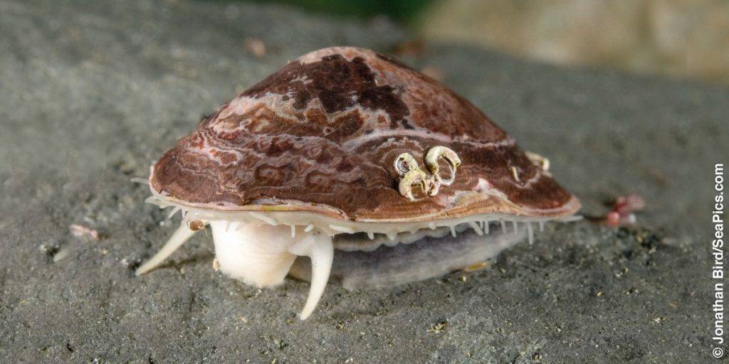 caracol dientes - Cuántos dientes tienen los caracoles