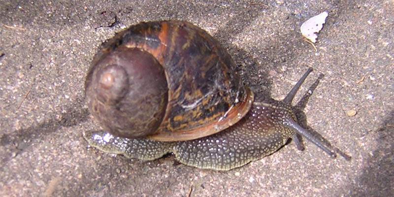 caracol invertebrado - Qué es un caracol y por qué es peculiar como molusco