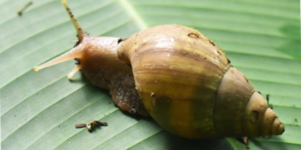 caracol venenoso - Qué tipos de caracoles venenosos se encuentran en España