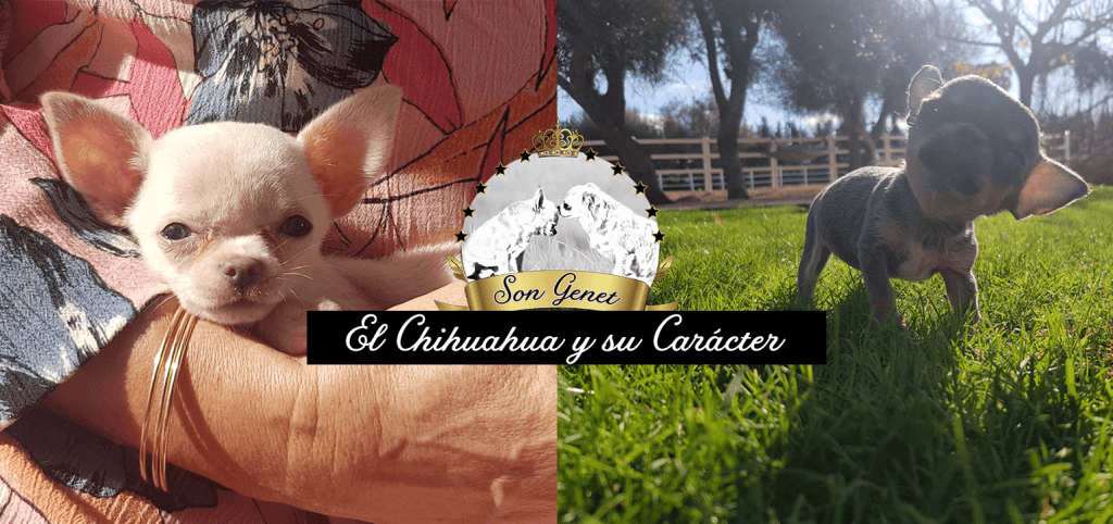 caracter chihuahua - Cuáles son las características distintivas del Chihuahua